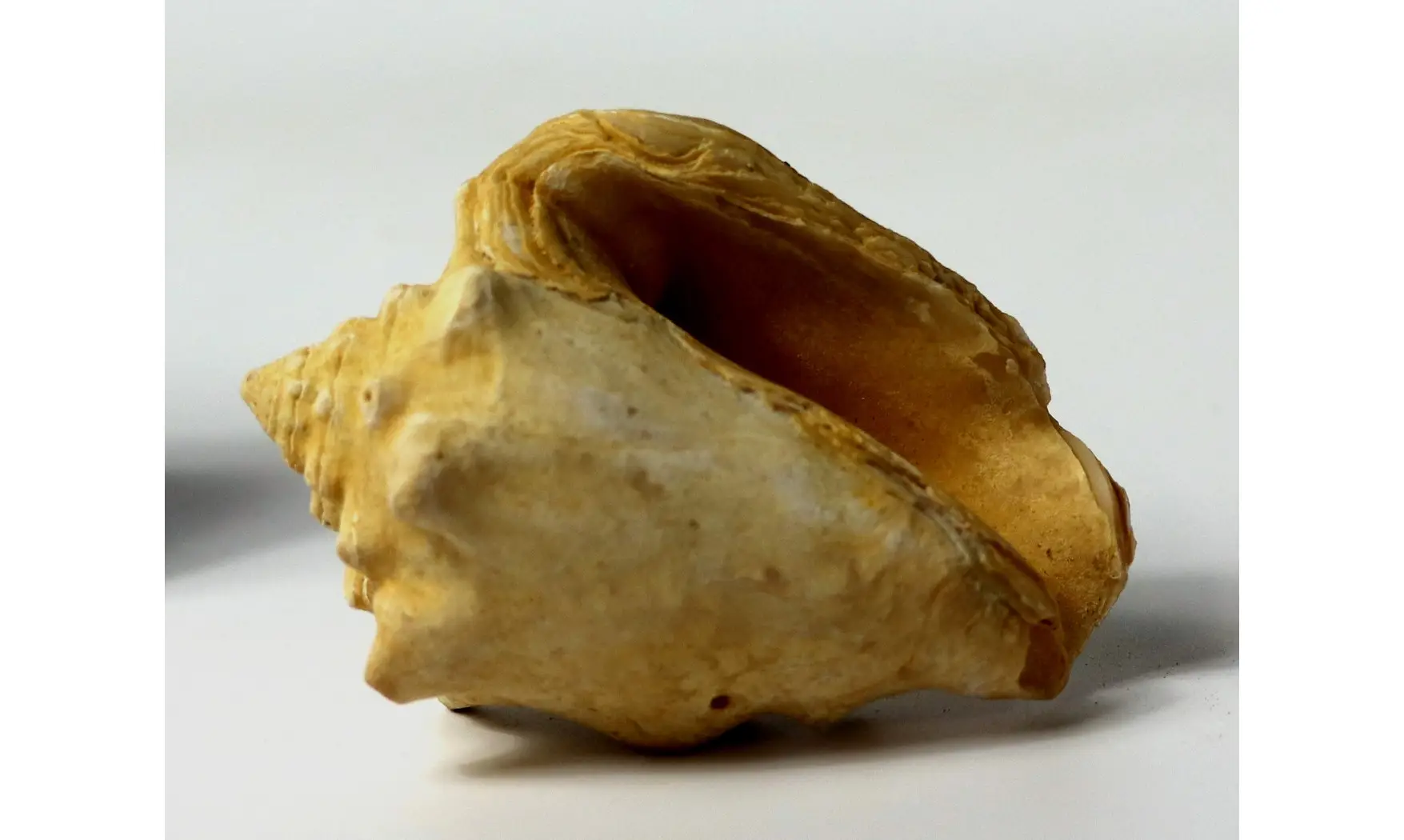 Persististrombus nodosus