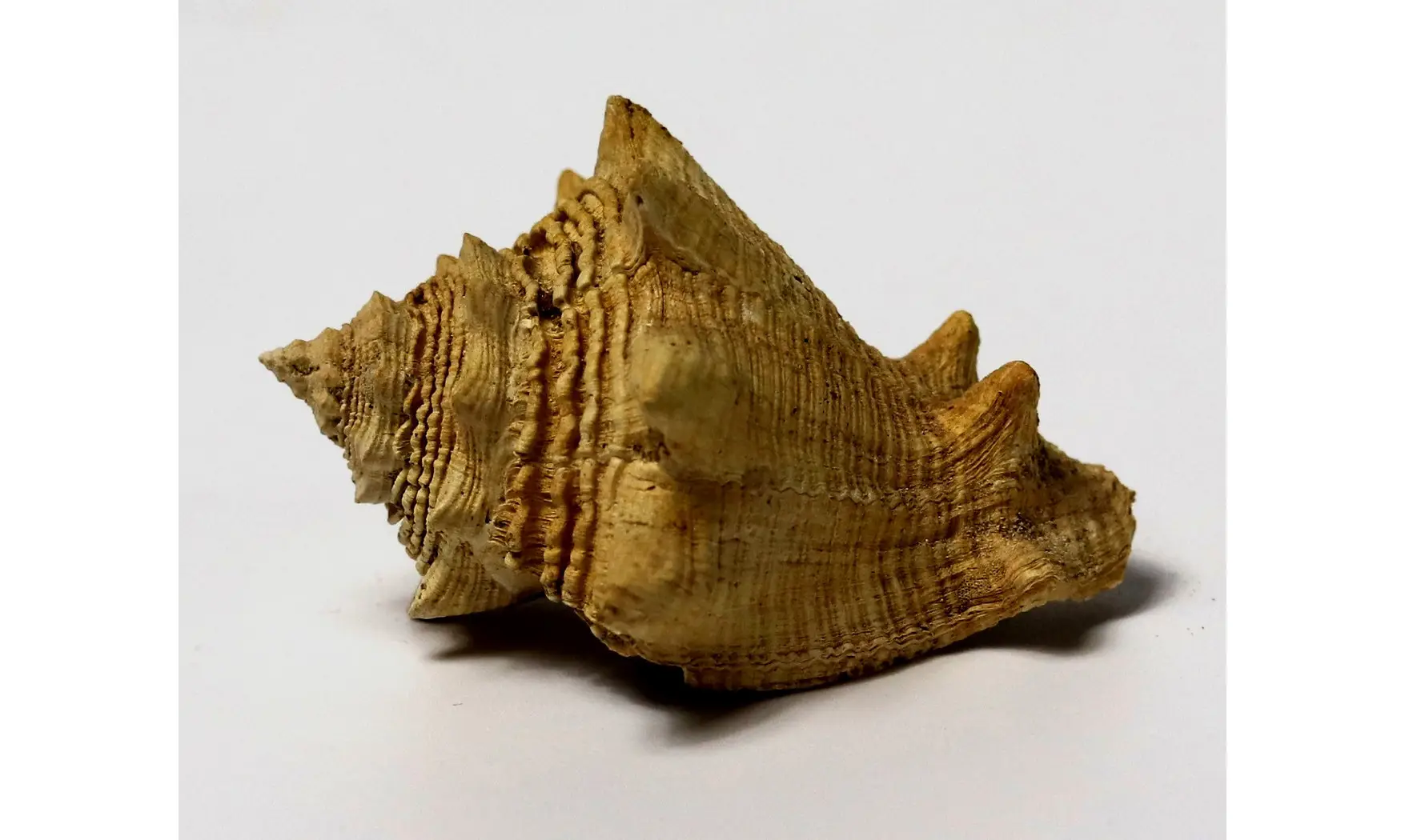 Melongena lainei
