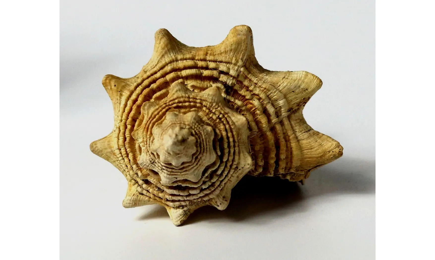 Melongena lainei