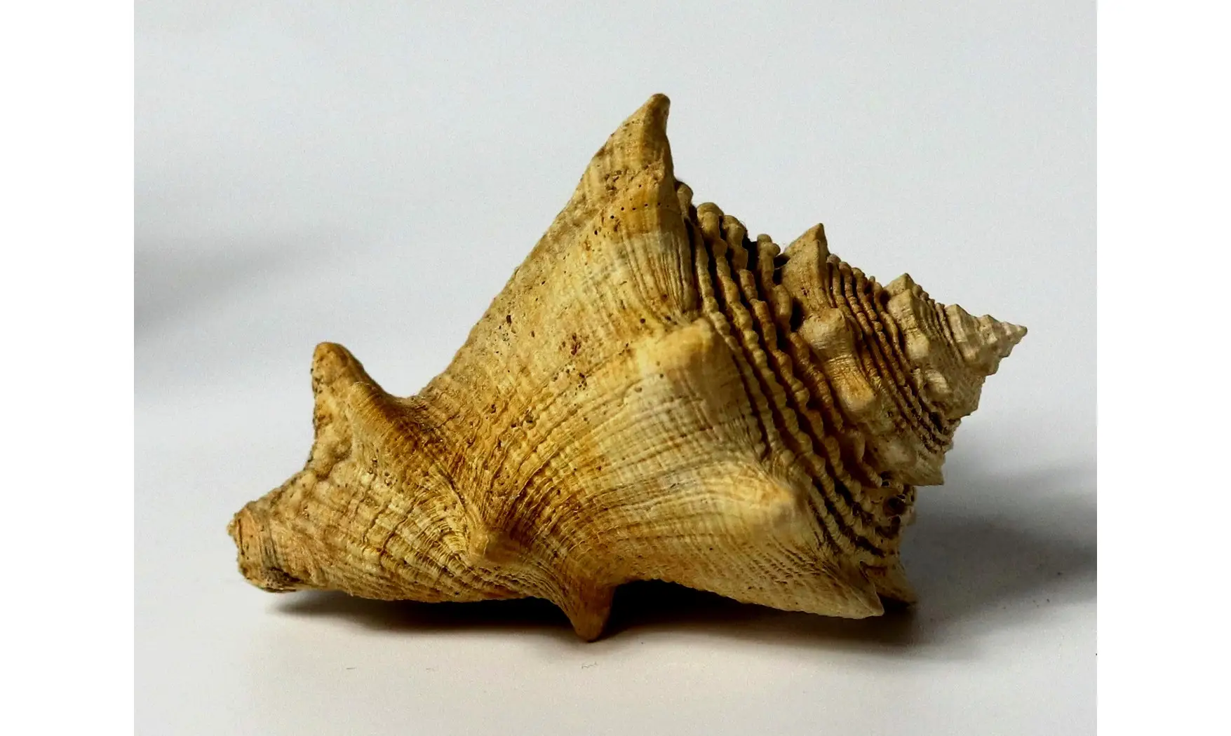 Melongena lainei