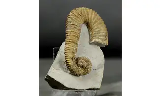 Heteroceras moriezense
