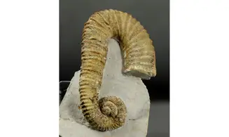 Heteroceras moriezense