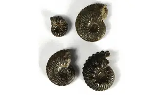 Lot of Hoplites
