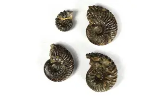 Lot of Hoplites
