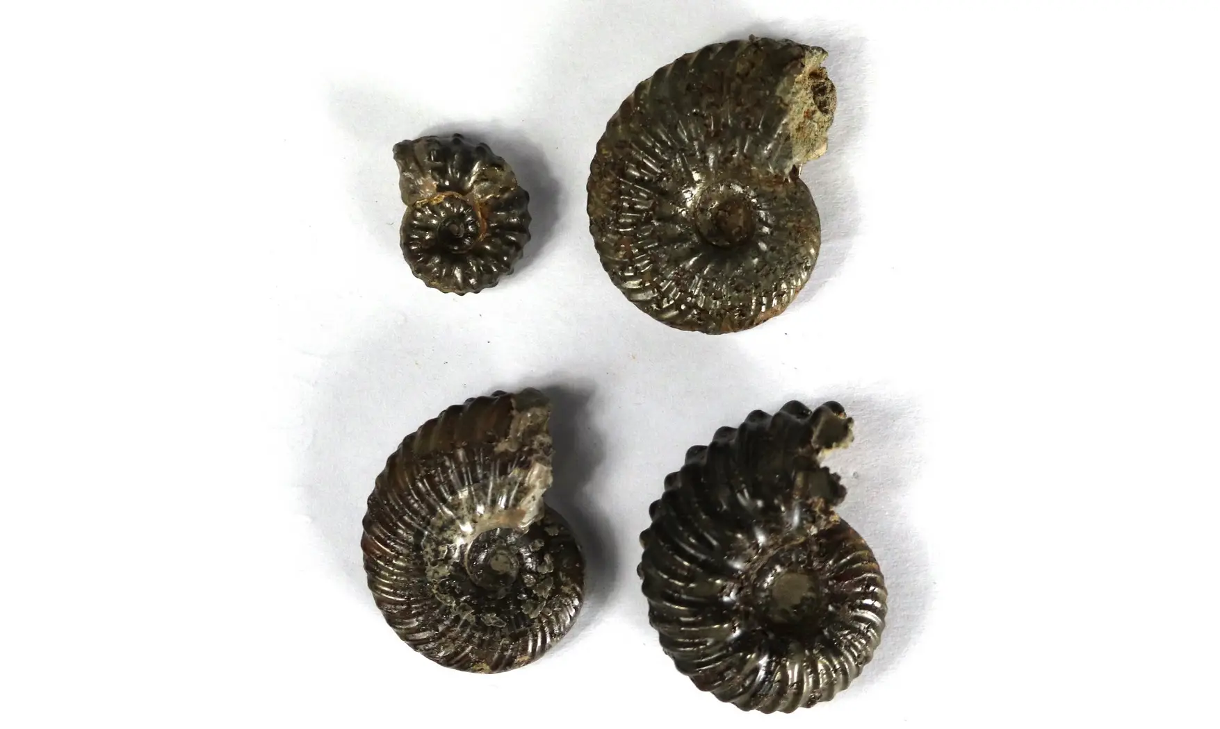 Lot of Hoplites