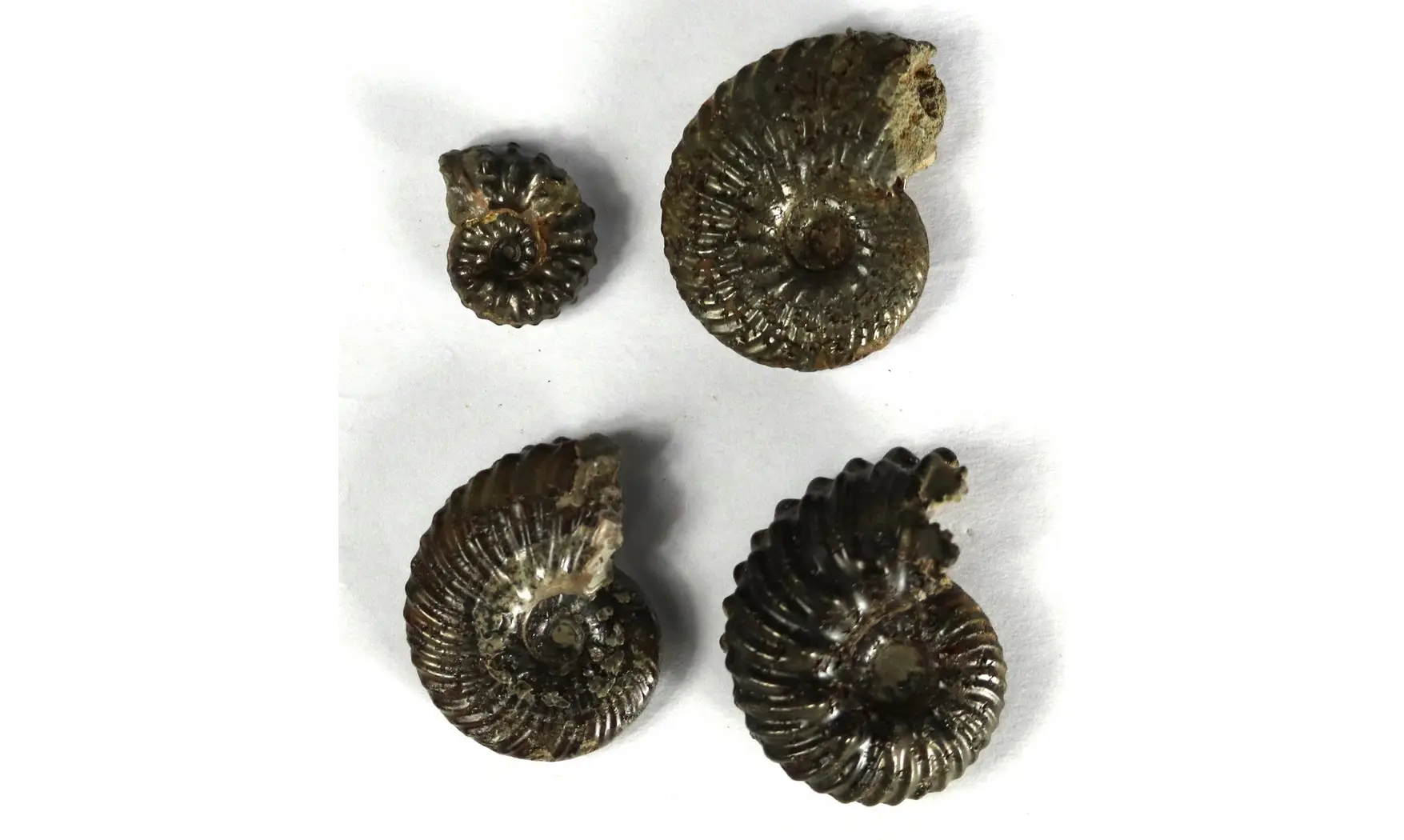 Lot of Hoplites