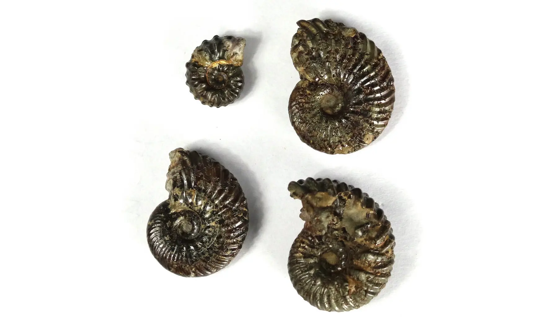 Lot of Hoplites