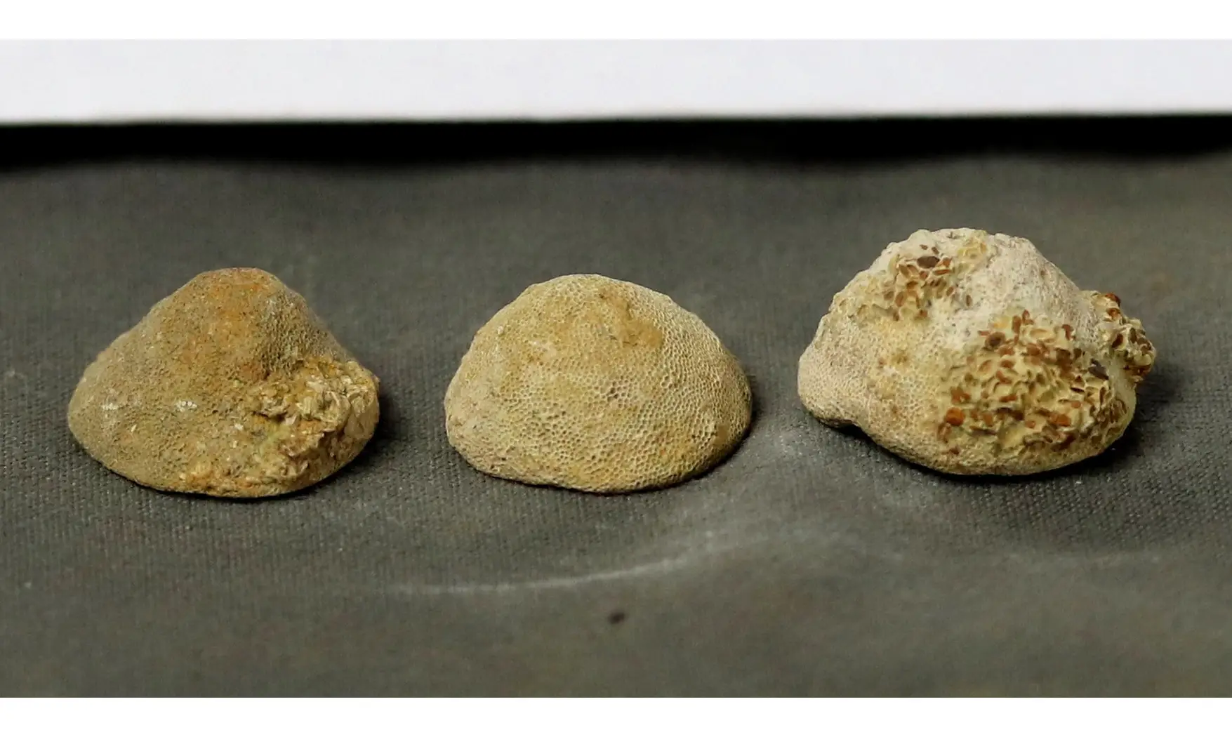 Prasopora - Lot de 3