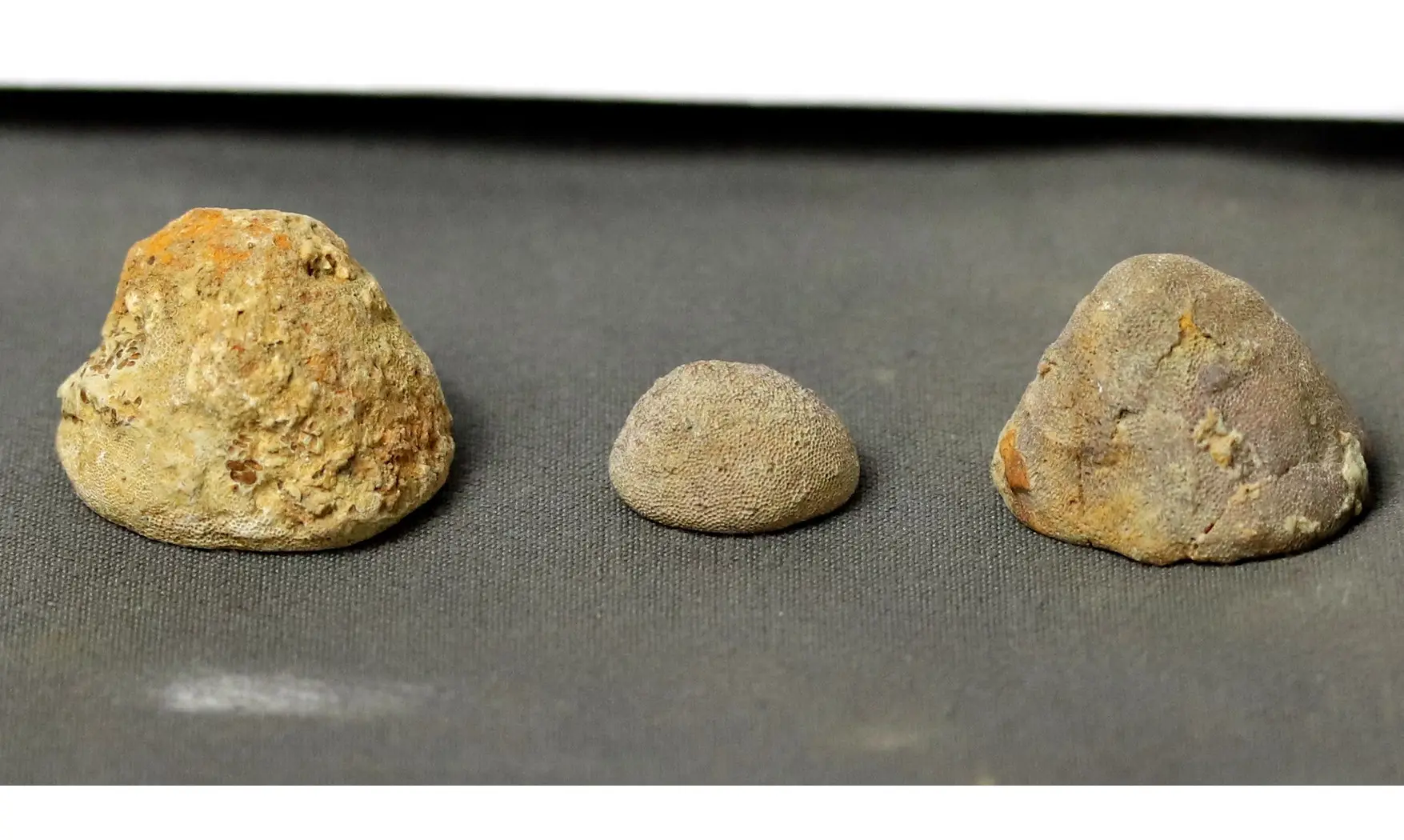 Prasopora - Lot de 3