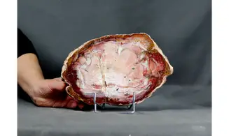 Fossil wood on stand