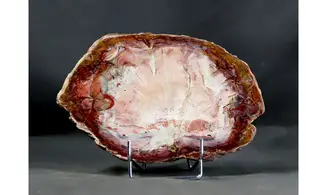 Fossil wood on stand