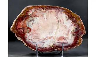 Fossil wood on stand
