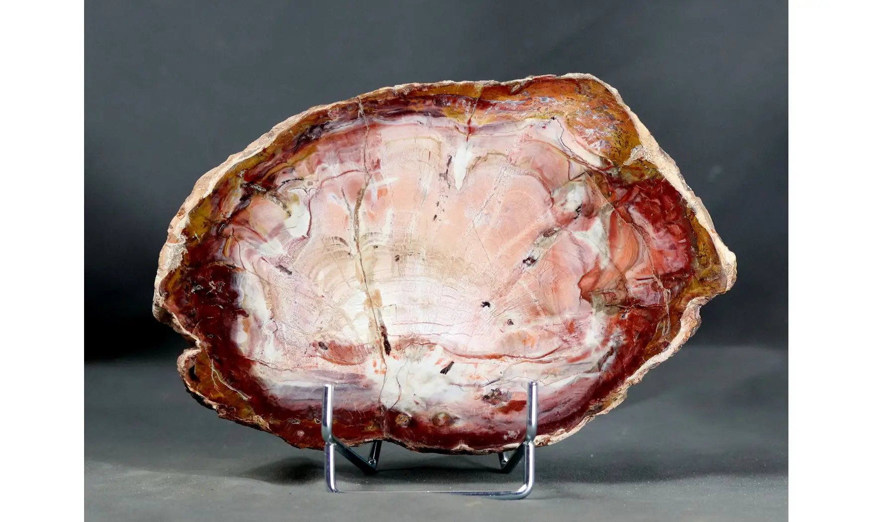 Fossil wood on stand