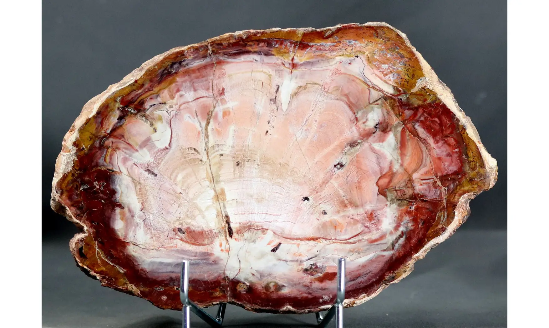 Fossil wood on stand