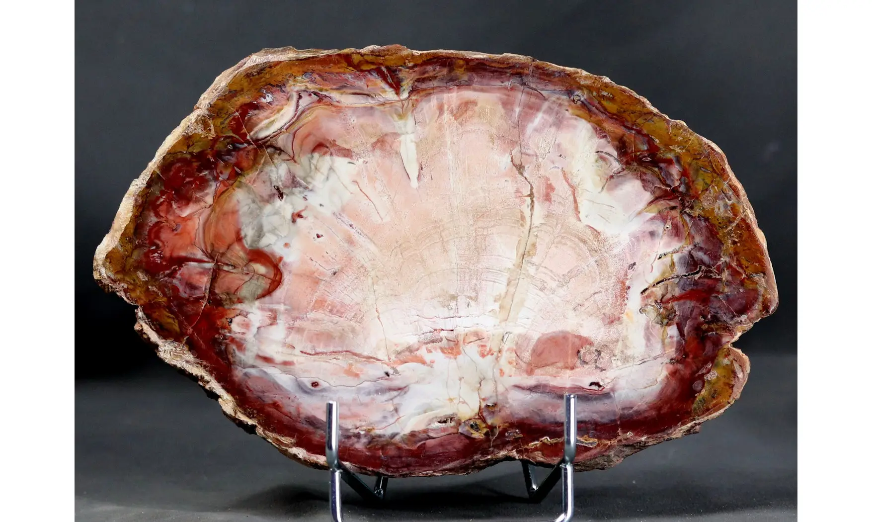 Fossil wood on stand