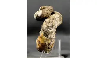 Nostoceras collignoni
