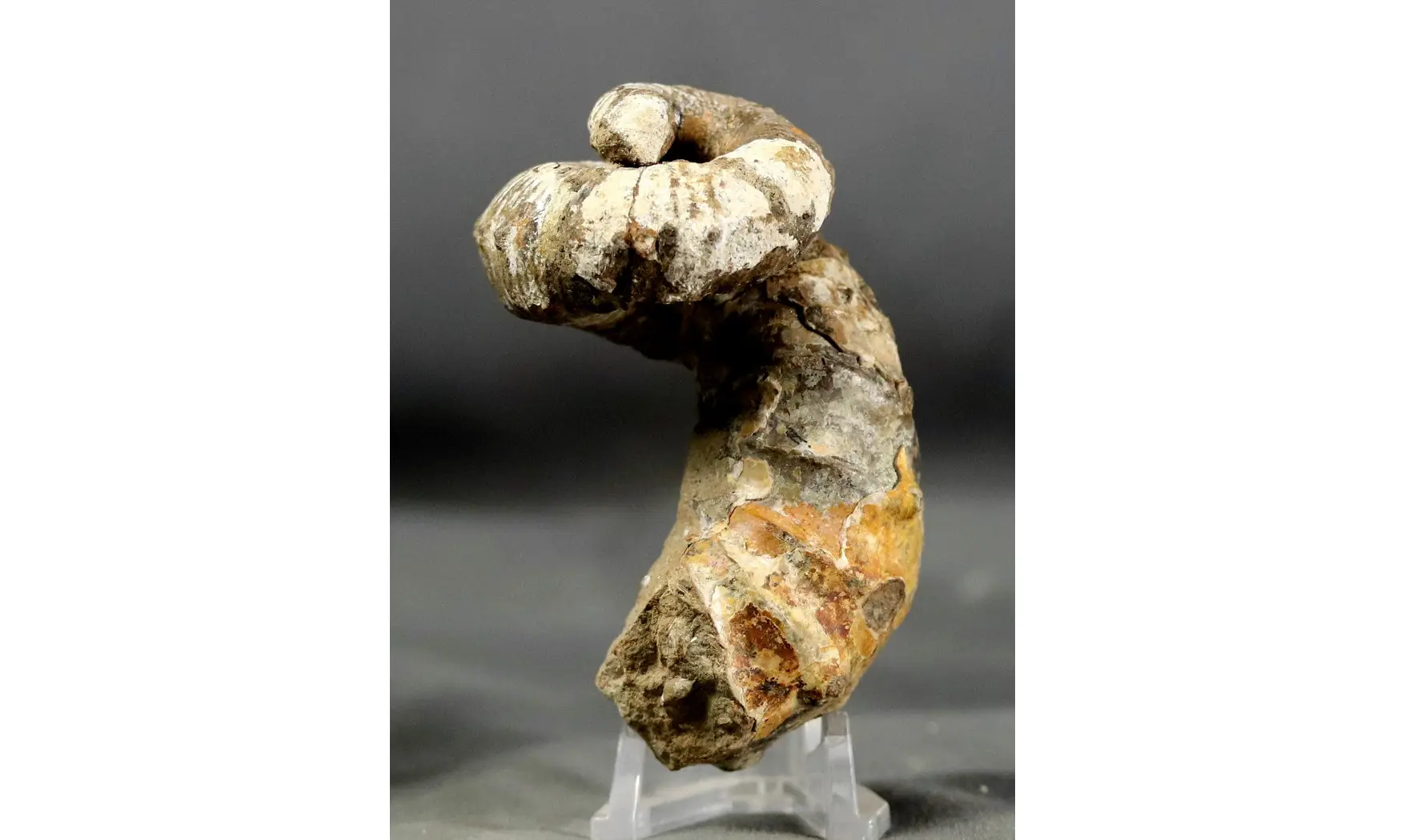 Nostoceras collignoni