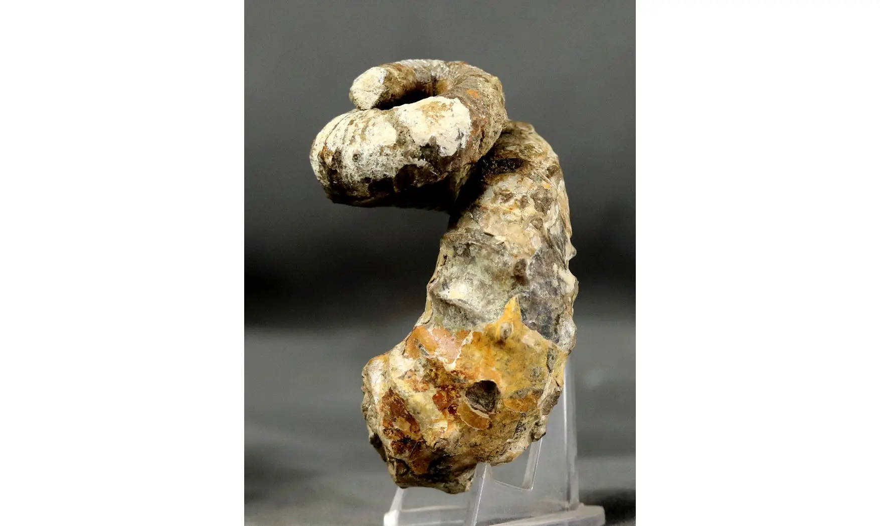 Nostoceras collignoni