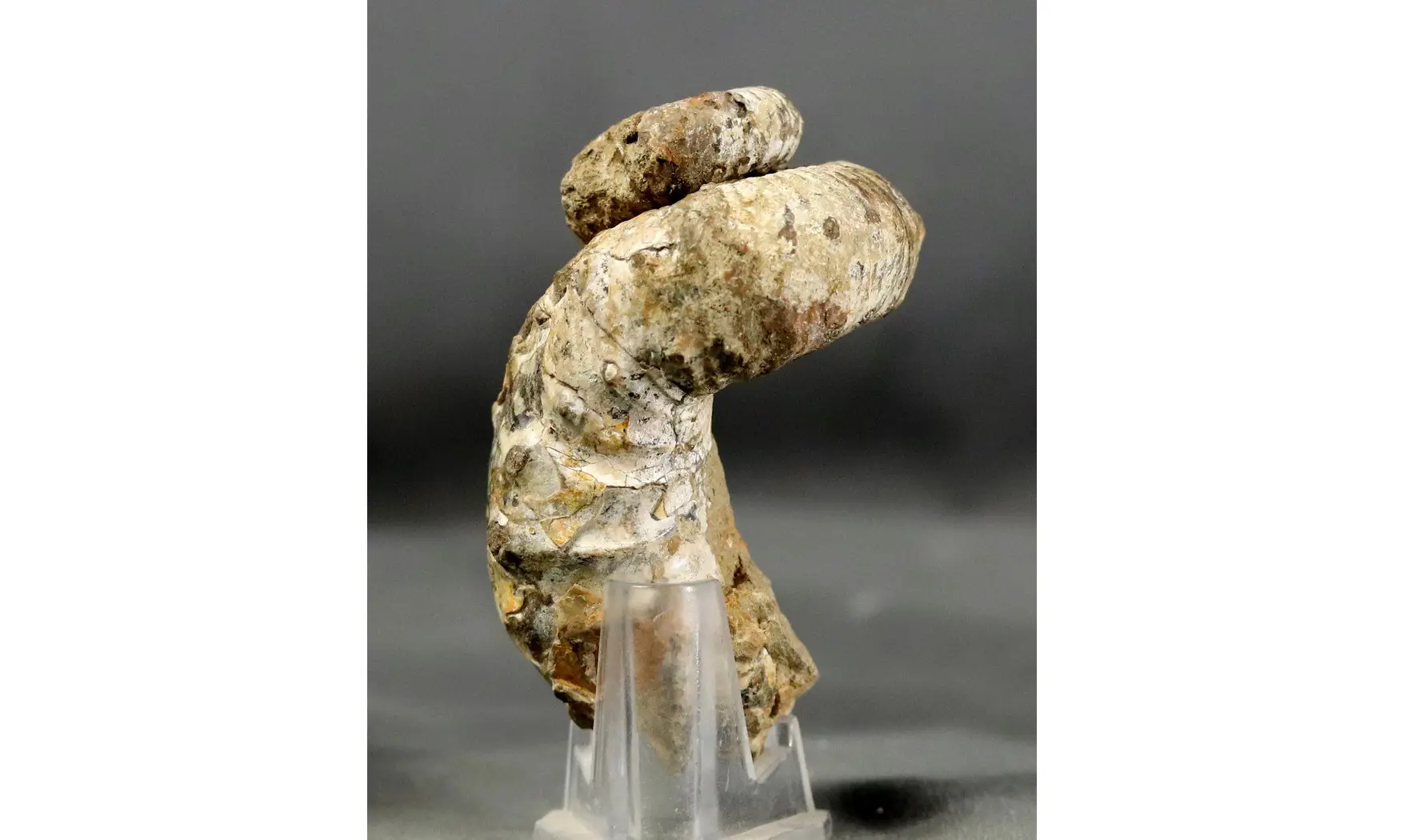 Nostoceras collignoni