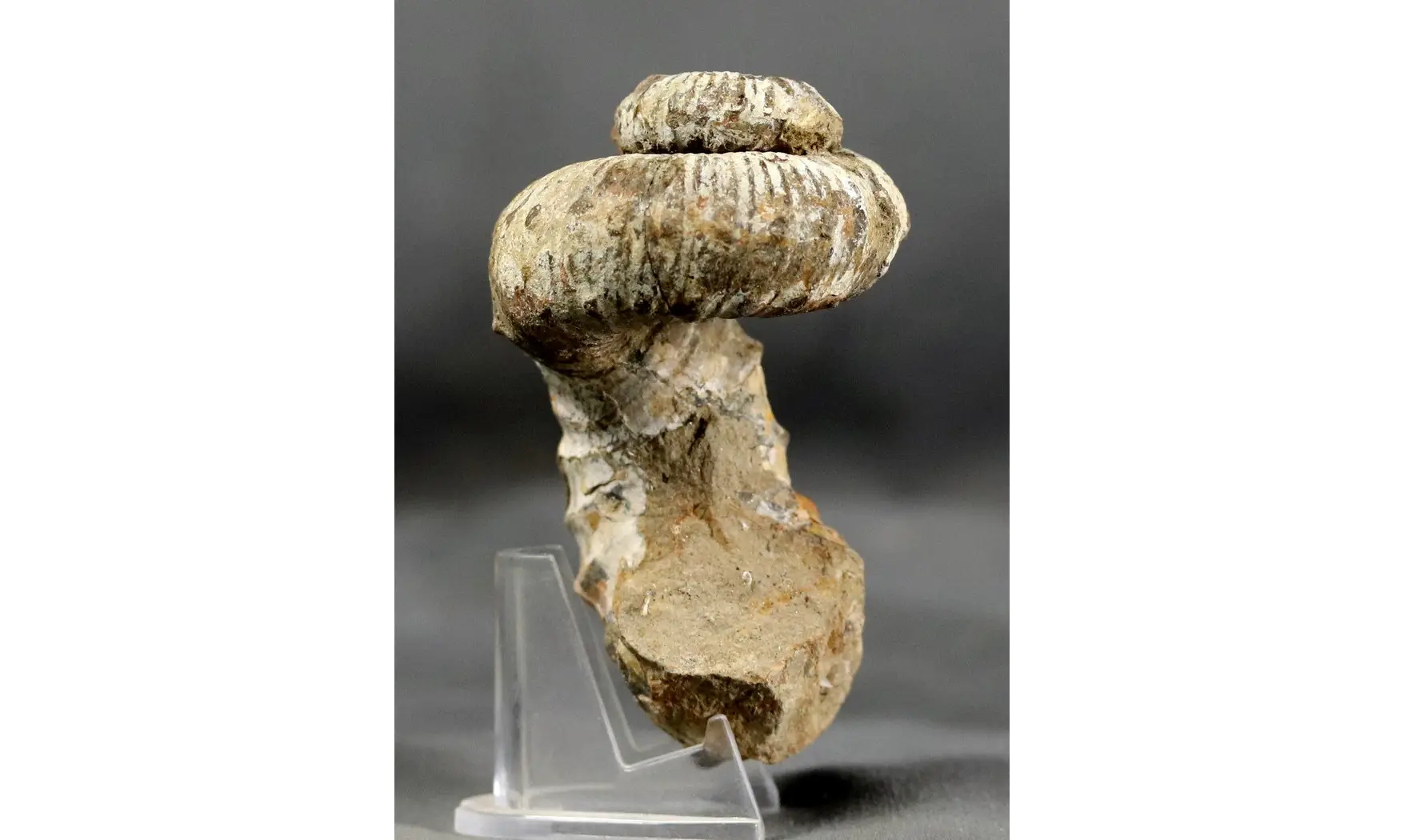 Nostoceras collignoni