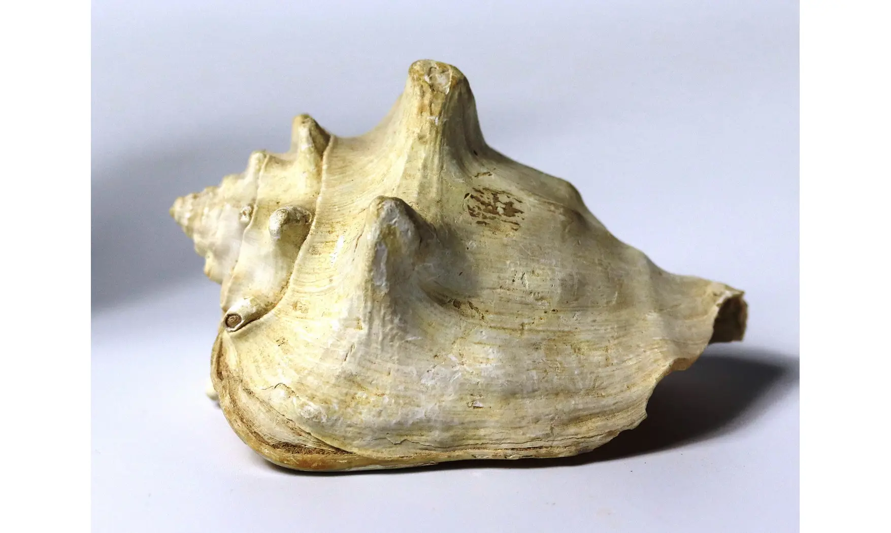 Persististrombus nodosus