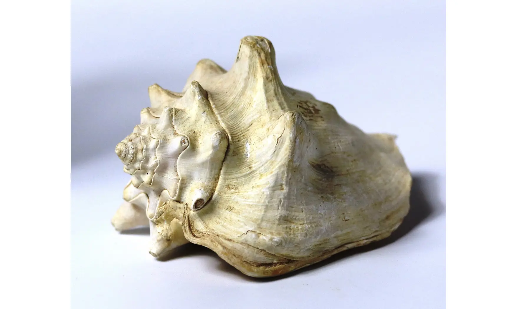 Persististrombus nodosus