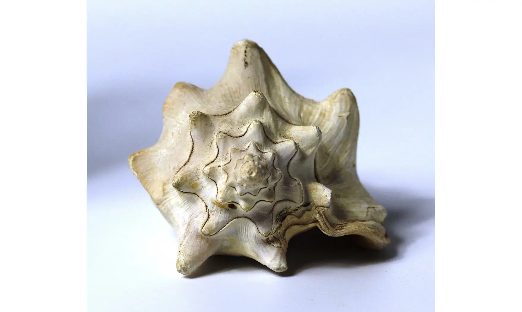 Persististrombus nodosus
