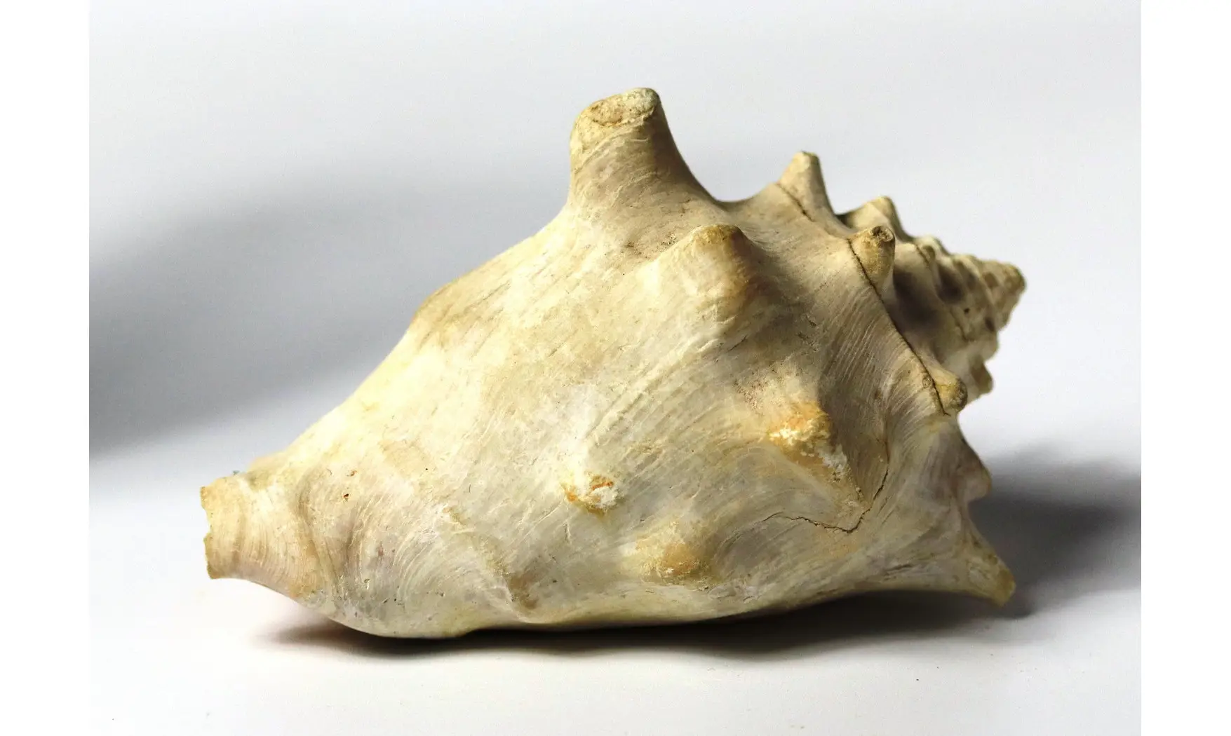 Persististrombus nodosus
