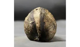 Pholadomya decemcostata