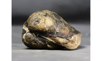Pholadomya decemcostata