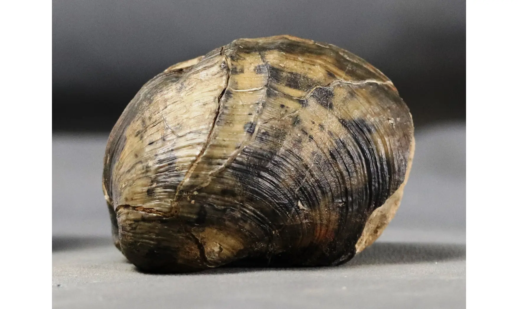 Pholadomya decemcostata