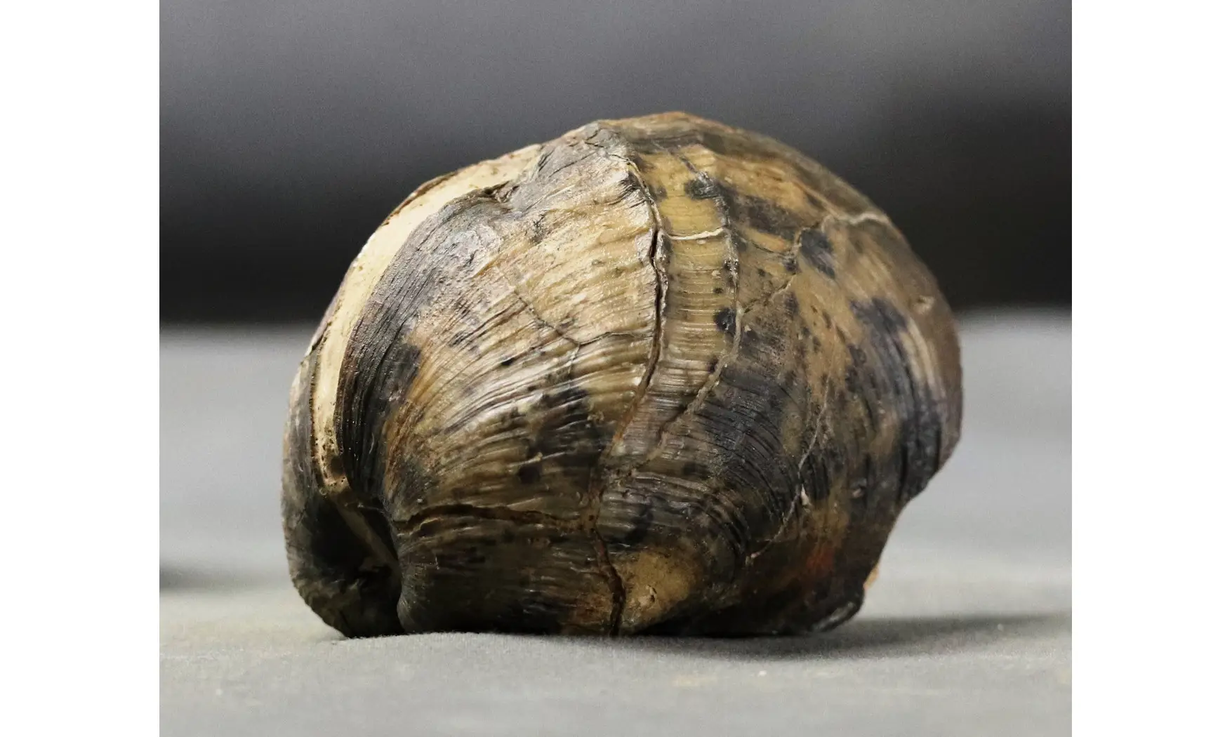 Pholadomya decemcostata