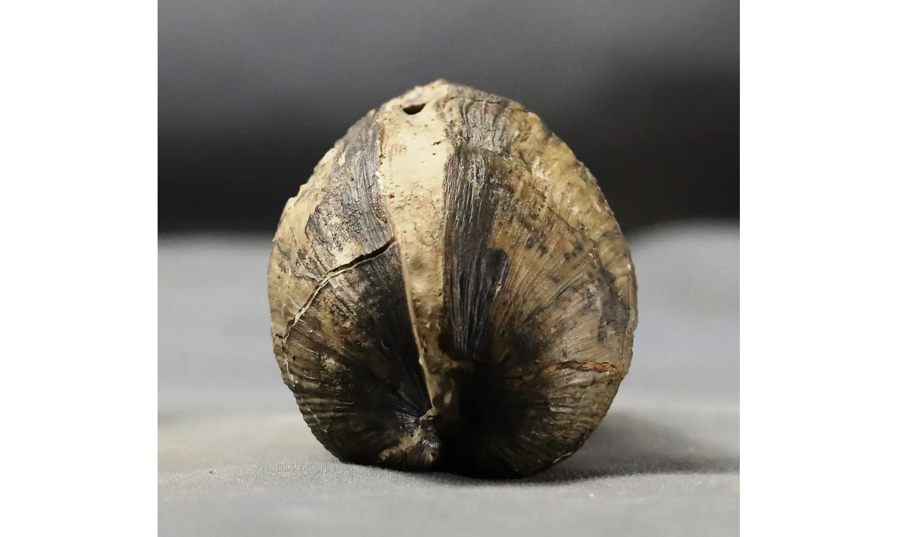 Pholadomya decemcostata