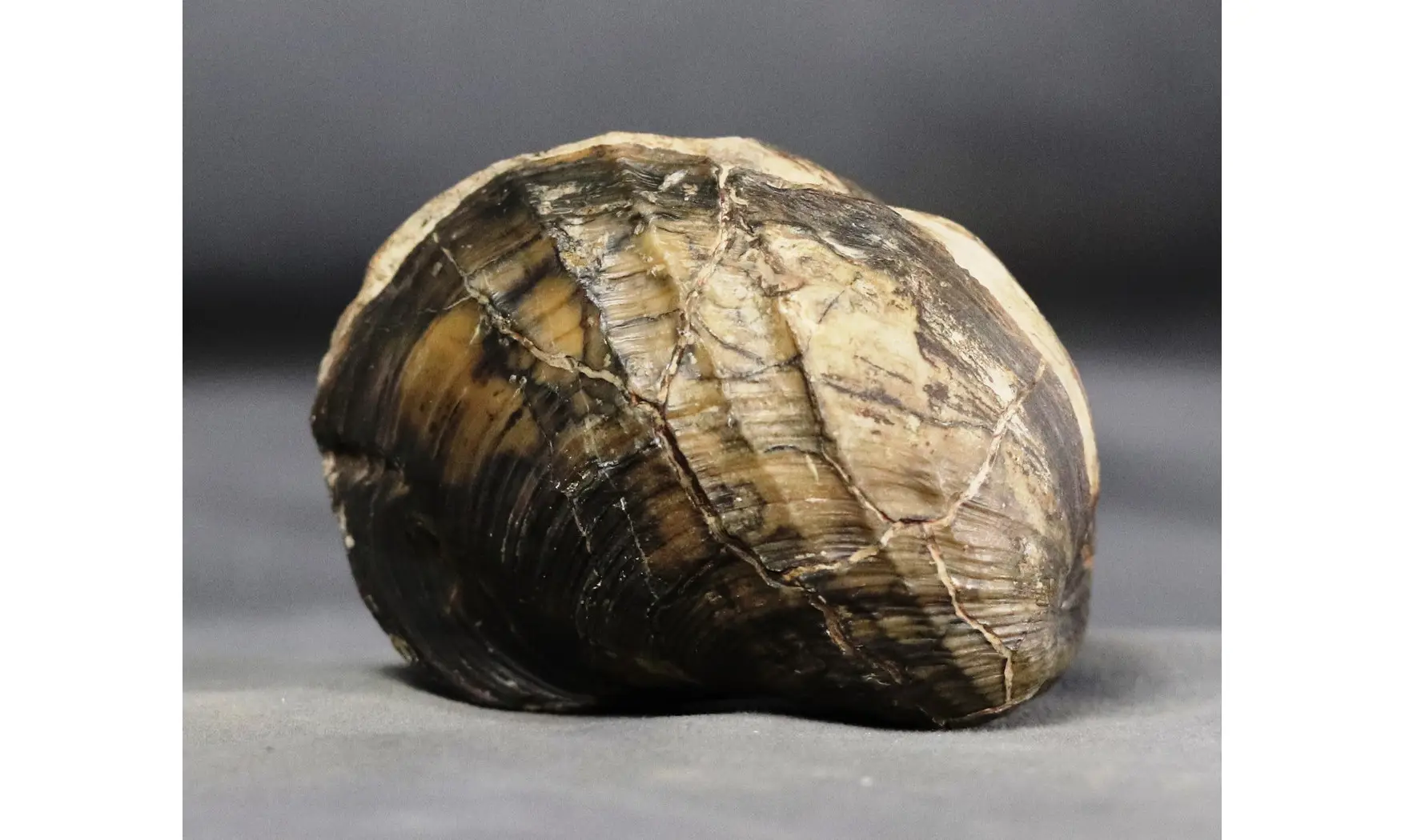 Pholadomya decemcostata