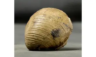 Anisocardia gr tenera