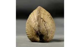 Anisocardia gr tenera