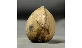 Anisocardia gr tenera