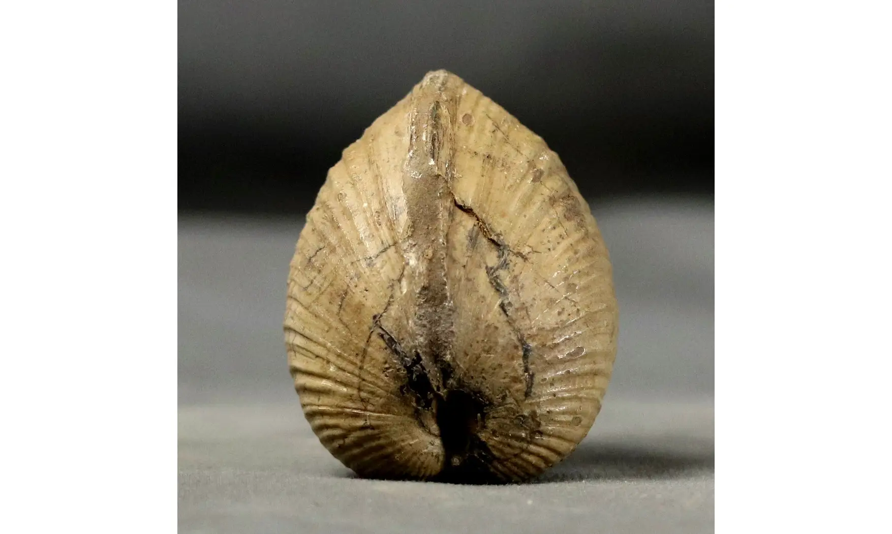 Anisocardia gr tenera