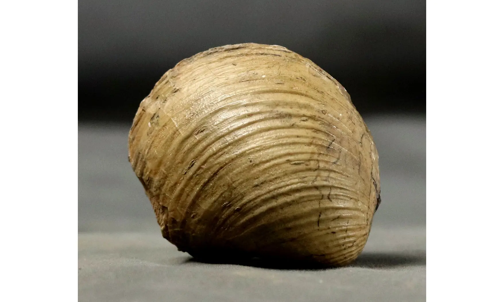 Anisocardia gr tenera
