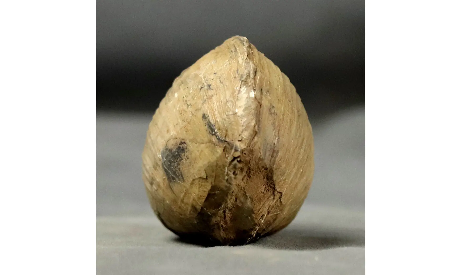 Anisocardia gr tenera