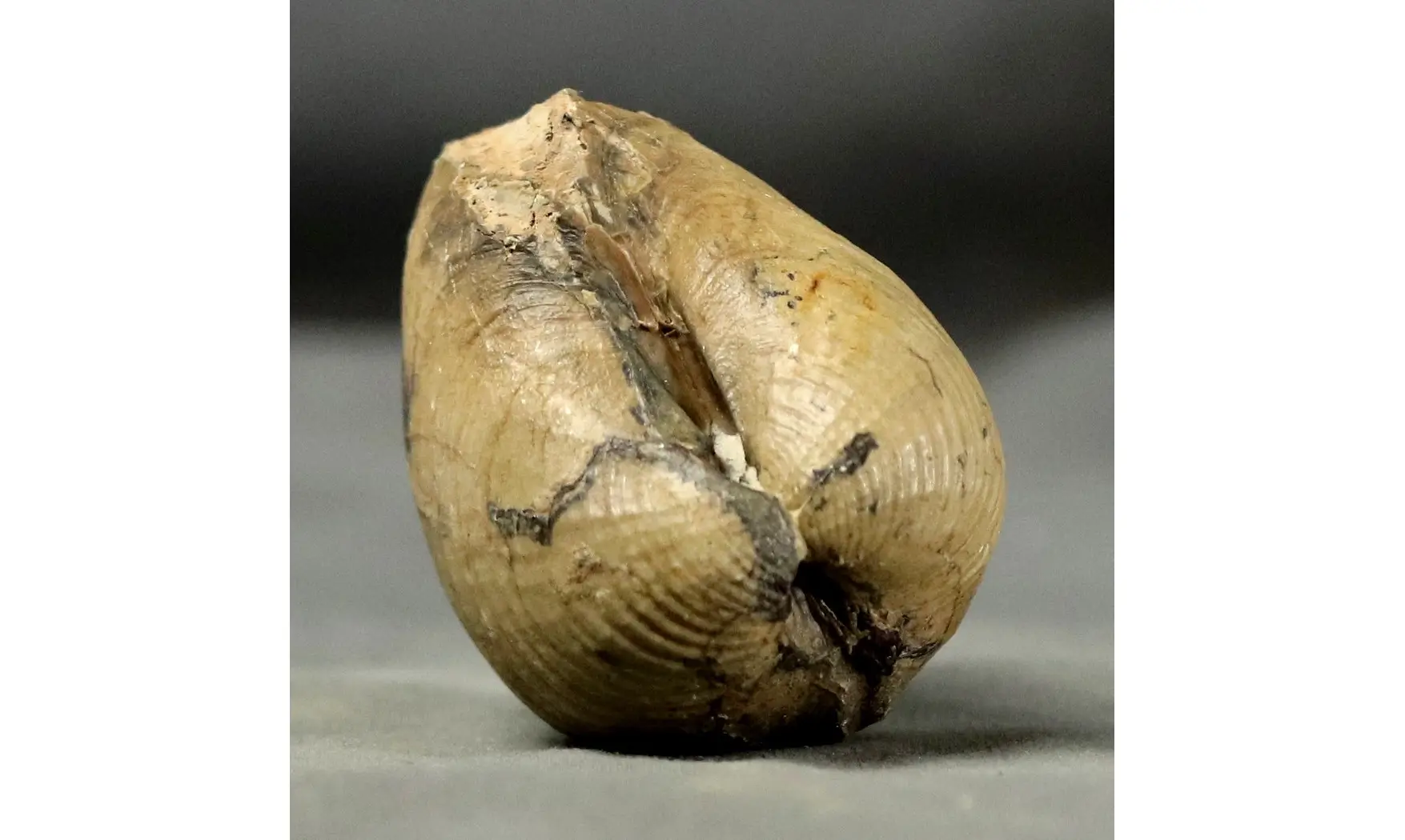 Anisocardia gr tenera