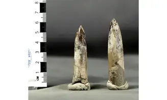Parapassaloteuthis