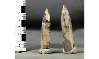 Parapassaloteuthis