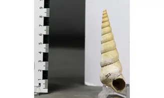 Turritella terebralis