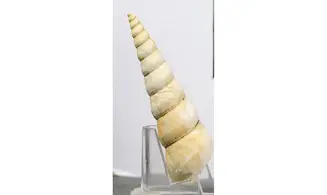 Turritella terebralis