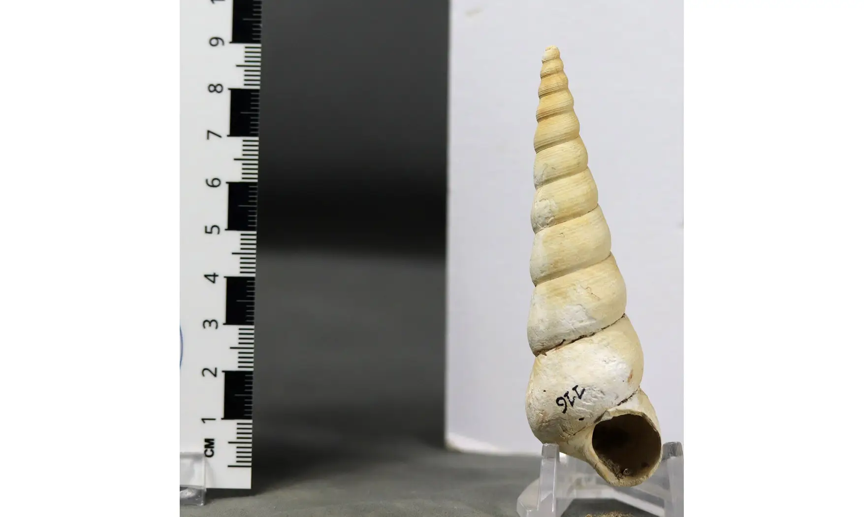 Turritella terebralis