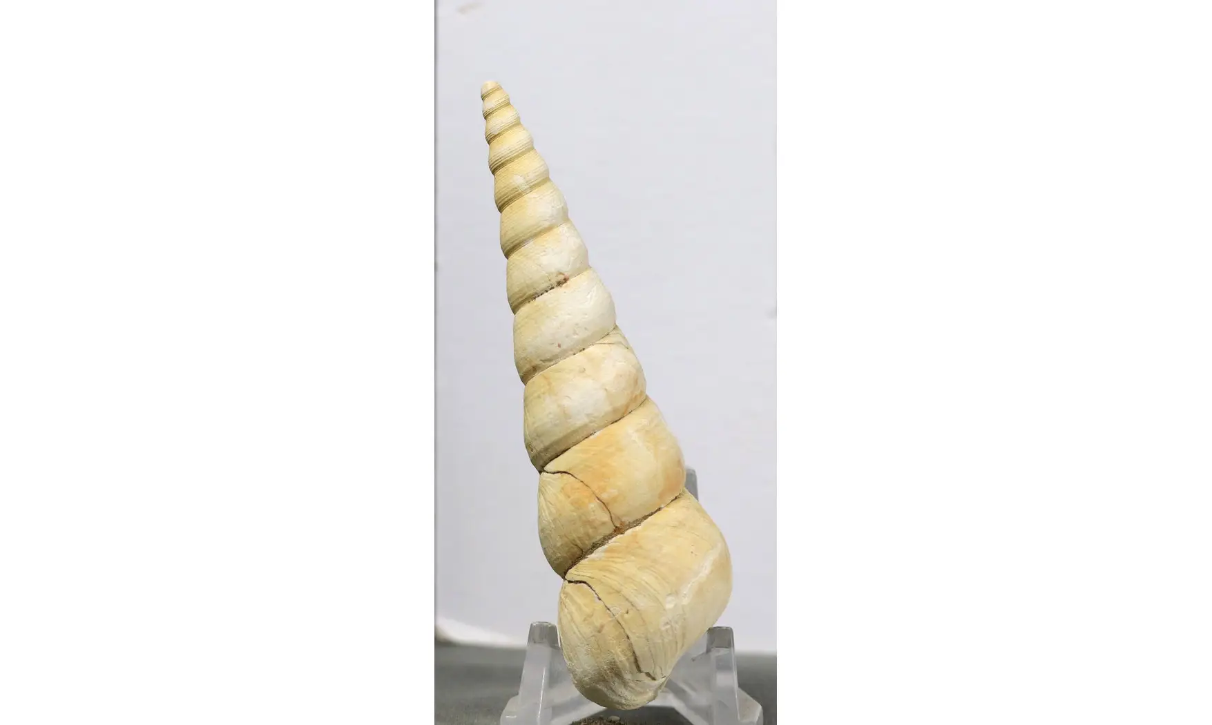 Turritella terebralis