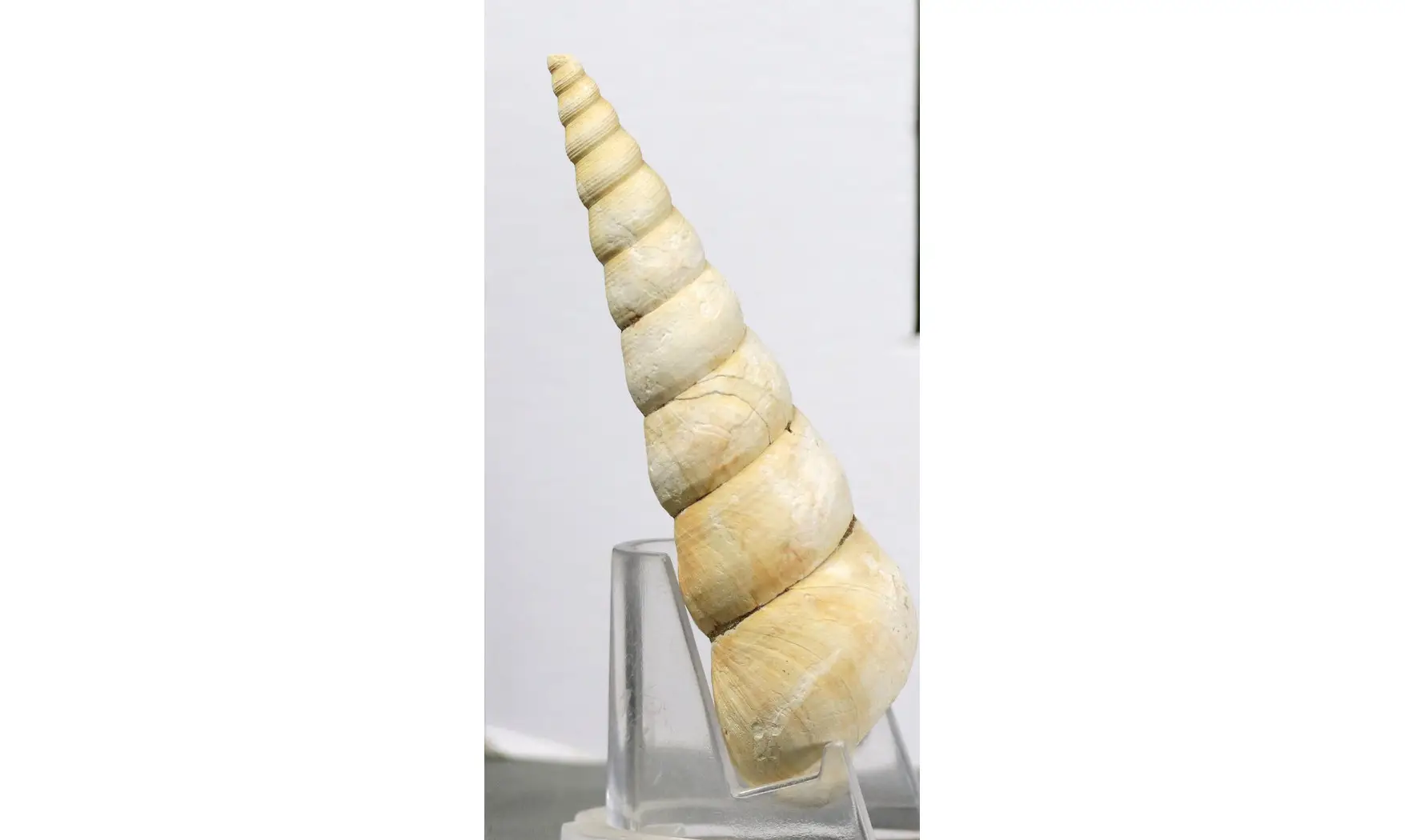 Turritella terebralis