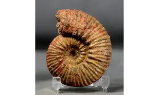 Hammatoceras speciosum