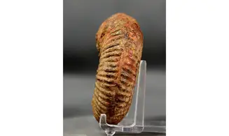 Hammatoceras speciosum
